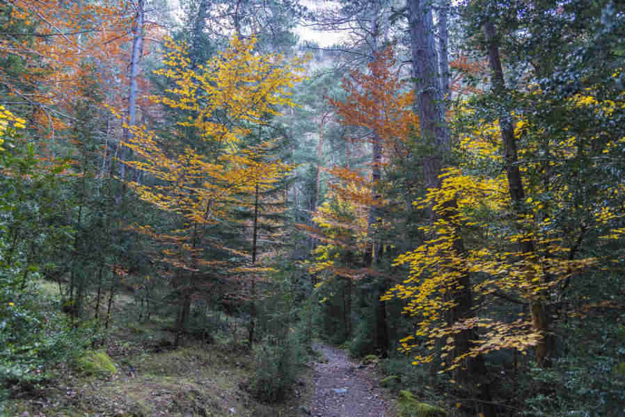 Huesca - parque nacional de Ordesa y Monte Perdido - valle de Ordesa 63 - sendero Turieto Bajo.jpg
